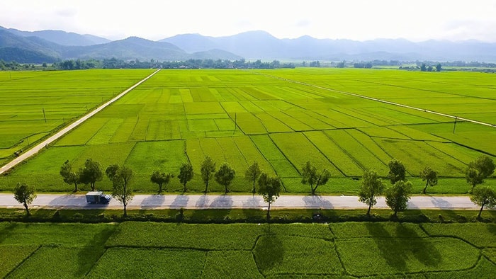 Cánh đồng Mường Thanh